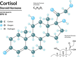 Cortisol and Insulin - A closer look at hormonal obesity