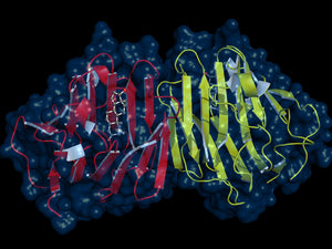 SHBG: An important part of hormone balance